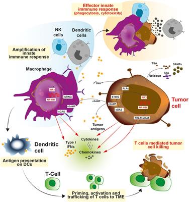 Small molecule innate immune modulators in cancer therapy